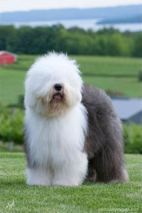 Large White Short Haired Dog Breeds