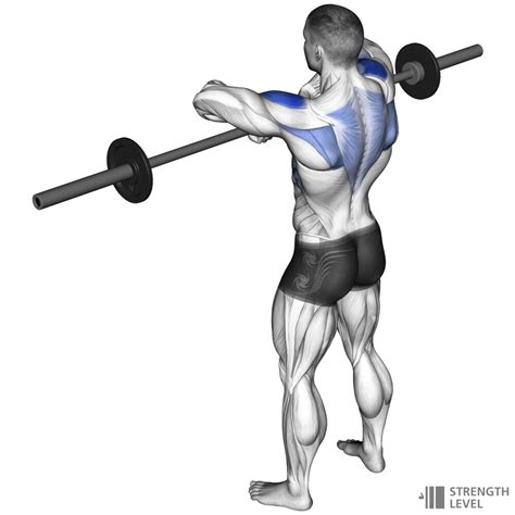 Upright Row Standards for Men and Women (lb) - Strength Level