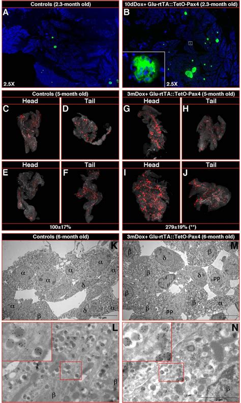 Figure 1 from Forcing alpha-cell-mediated beta-cell regeneration ...