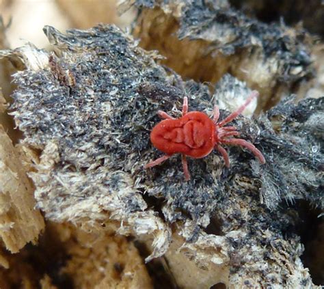 What Are Mites? The Red Velvet Mite (Trombidiidae) | Owlcation