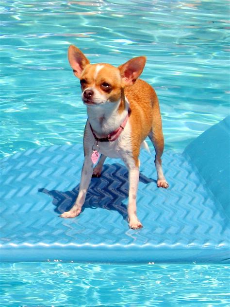 Bella the Chihuahua surfing in the pool | Teacup chihuahua puppies ...