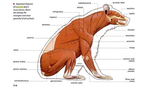 human anatomy - Are there genetic causes underlying the difference in ...