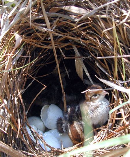 Quail hatch — drought conditions influence hatch regionally - Tall Timbers