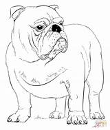 French Bulldog Coloring Pages For Kids sketch template