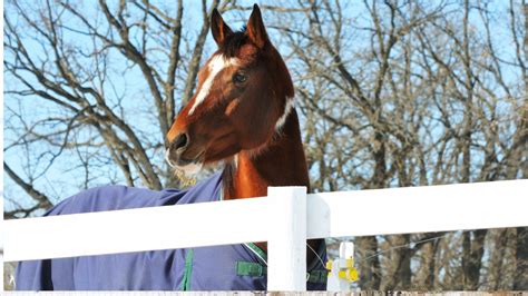 Best Winter Horse Blankets: Keep Your Horse Warm