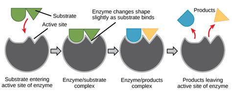 Enzymes · Biology