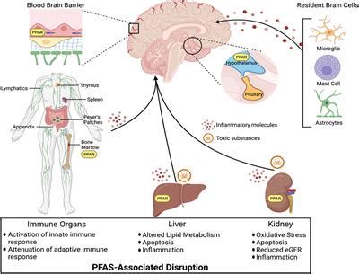 Frontiers | A Critical Review and Meta-Analysis of Impacts of Per- and Polyfluorinated ...