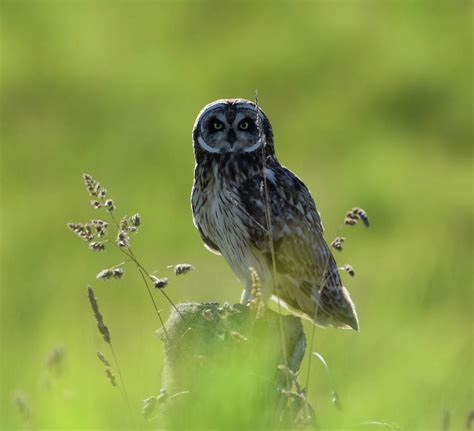 Hawaiian Owl Photograph by Pamela Walton - Fine Art America