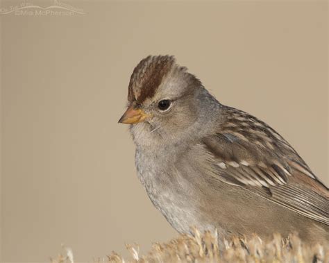 Juvenile White-crowned Sparrow portrait – Mia McPherson's On The Wing Photography