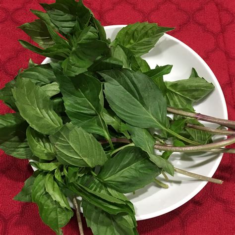 thai holy basil – Palatable Pastime Palatable Pastime