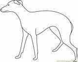 Greyhound Large Dog Coloring Page For Kids  Free Printable sketch template