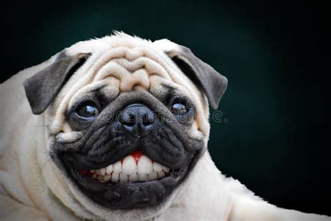 3,805 Smiling Dog Teeth Stock Photos - Free & Royalty-Free Stock Photos from Dreamstime