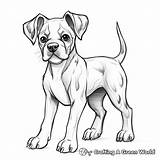 Boxer Dogs Coloring Pages  Free & Printable sketch template