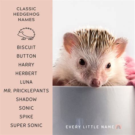 170+ Best Hedgehog Names (Cute, Funny, and Classic) - Every Little Name