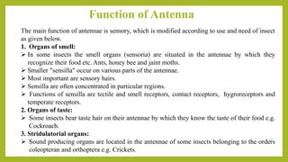 INSECT ANTENNA Its origin, structure, function and modification in different orders of insect | PPT