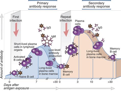 Blog: Not All Antibodies Are Equal - Leukaemia Busters