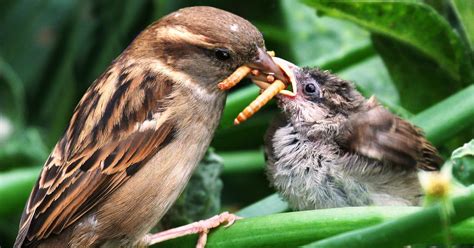 Birds and bugs: Birds eat up to 550 million tons of insects each year