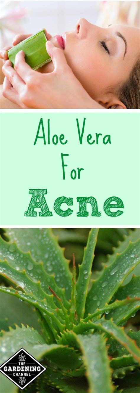 Aloe vera plants can do more than just heal a sun burn. If you grow ...