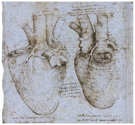 Da Vinci | Anatomy art, Da vinci drawings, Leonardo da vinci