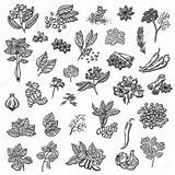 Spices Coloring Pages sketch template