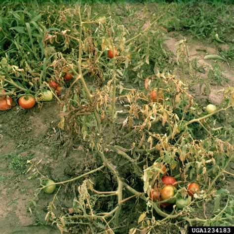 Tomato Southern Blight Treatment - How To Fix Tomato Plants With Southern Blight