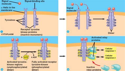 Tyrosine.html 11_07bTyrosineKinases.jpg