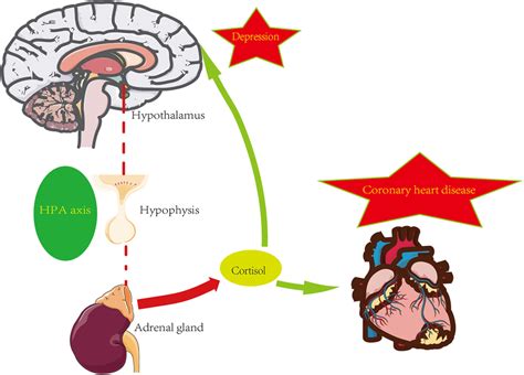 HPA axis and psycho-cardiology diseases. | Download Scientific Diagram