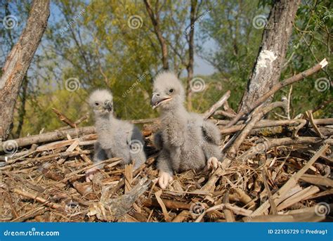 White-tailed Eagle In The Nest Royalty Free Stock Images - Image: 22155729