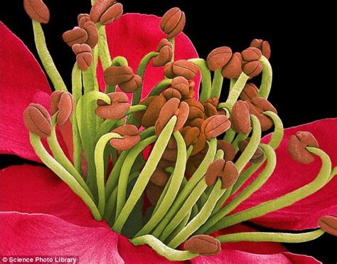 The invisible beauty of flowers: Images of petals, leaves and pollen ...