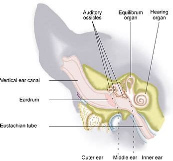 Vestibular Disease In Dogs