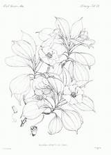 Botany Coloring Pages  Home sketch template
