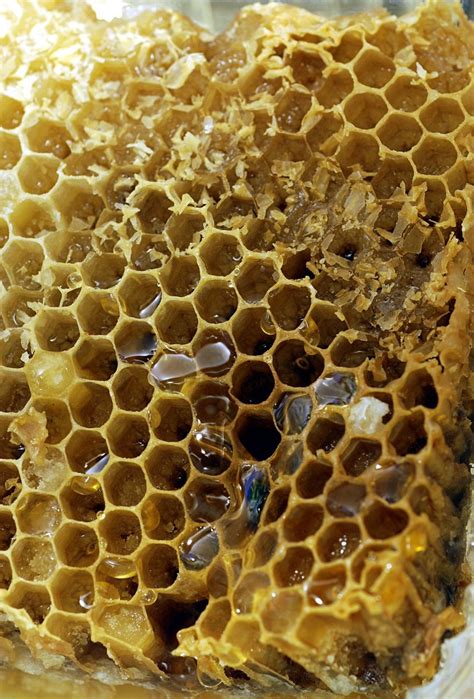 Honeycomb 1, photos, #1156780 - FreeImages.com