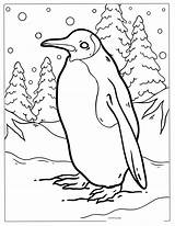 Penguin Coloring Pages38  Free Printable coloring Pages Cute sketch template