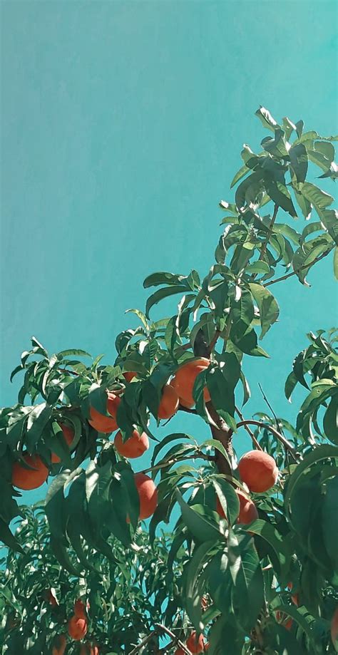 Peach out 🍑 | Peach tree aesthetic, Trees aesthetic, Peach sky