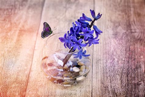 Free Images : plant, wood, leaf, purple, petal, vase, color, blue, butterfly, flowers, close up ...