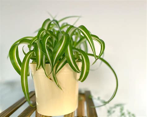 Common Spider Plant Varieties (with pictures) - My Little Jungle