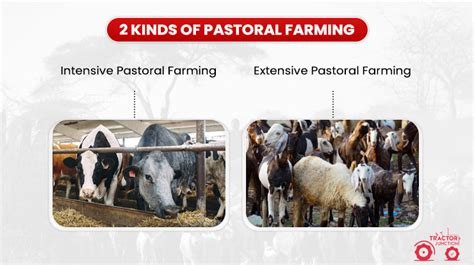 Pastoral Farming in India - Tips & Benefits