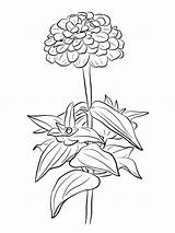 Zinnia coloring Pages sketch template