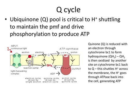 Q cycle