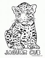 Free Jaguar Coloring Page Download Png  sketch template