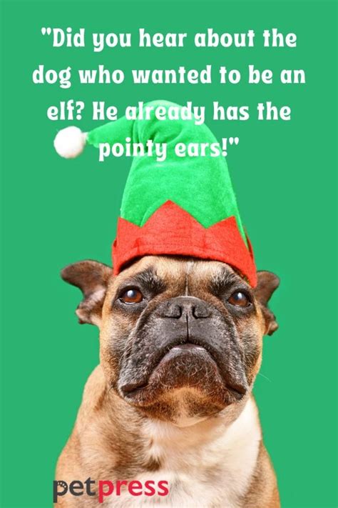 105 Funny Christmas Dog Quotes That Sparkle up the Holidays