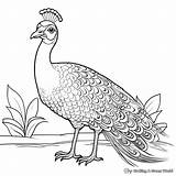 Peacock Coloring Pages  Free & Printable sketch template