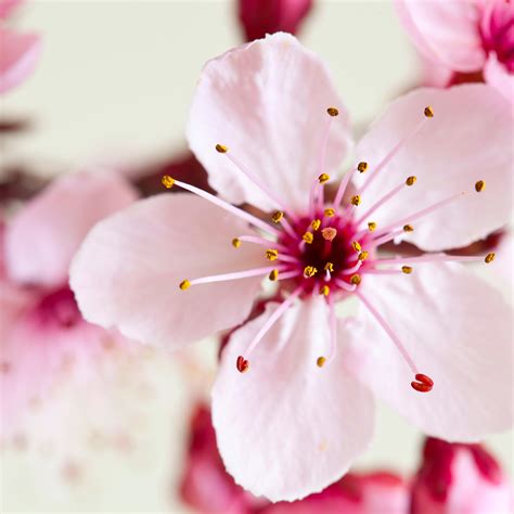 Crafter's Choice™ Japanese Cherry Blossom* FO 695 - Crafter's Choice