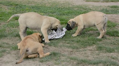 2 month old canary dog puppies from Champion bloodline for sale on Euro Puppy2 - YouTube