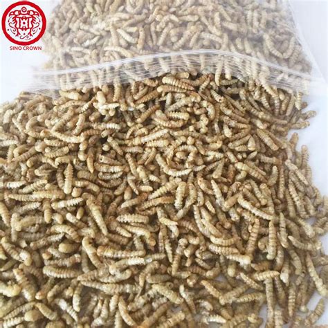 100% Natural Dried Mealworm Pupa Pet Feed Ddditive Direct Form Factory ...