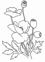 Poppy Coloring Pages  Home sketch template