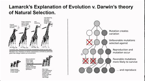 Lamarck's theory vs Darwin - YouTube