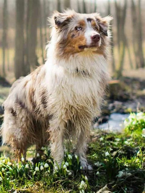 5 Ways To Cope With Australian Shepherd Shedding - PupVine