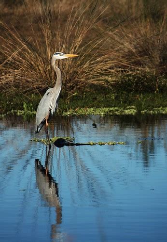 st johns river wildlife. | heron i believe. | Samuel Todd | Flickr