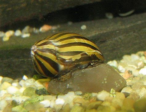 Caracol Cebra, Neritina Natalensis. Guía de Cuidados y Cría en Acuario